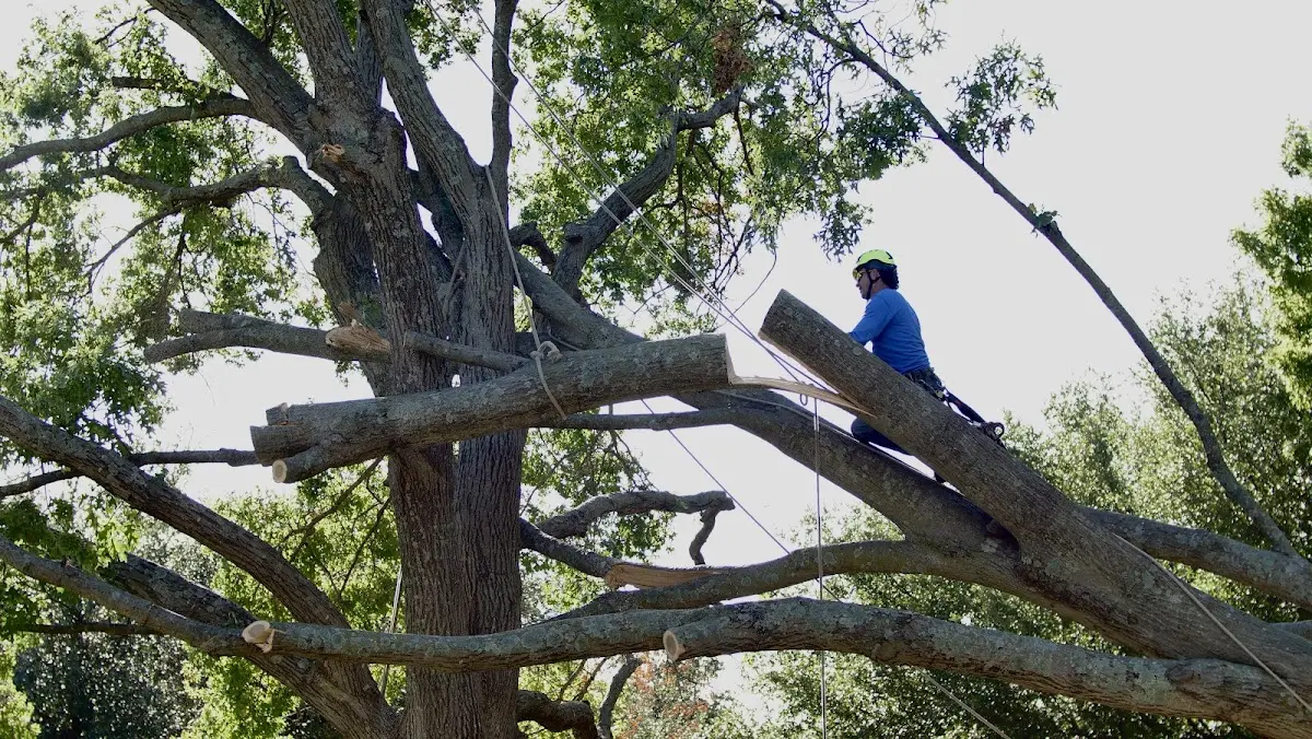 Professional Hazardous Tree Removal performed by certified arborists in Wilmington