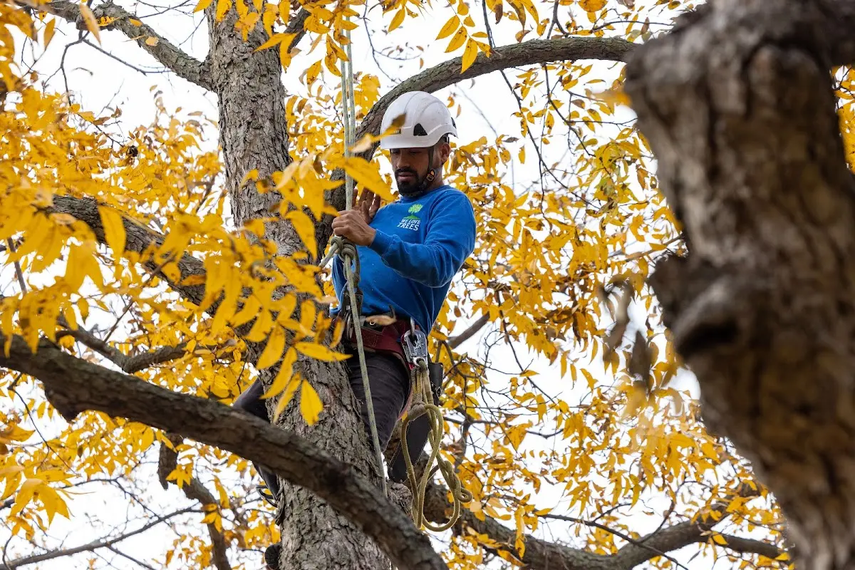 Skilled Tree Trimming crew working in Wilmington